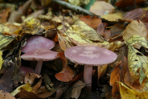 Harzer Pilze im Herbstwald