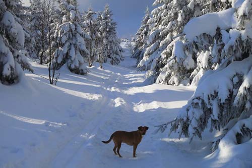 Urlaub im Winter mit dem Hund - kein Problem