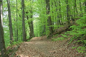 Ferienwohnung Harz mit fußläufiger Erreichbarkeit des Harzer Nationalpark Waldes