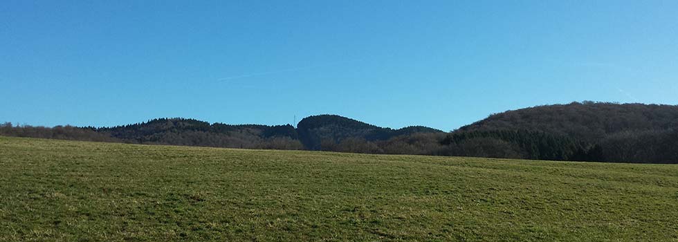 Frühling im Harz - Grüne Wiesen wo Sie mit Ihrem Hund um die Wette laufen können.