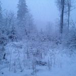 Neuschnee im Harz